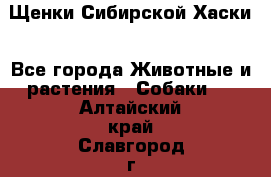 Щенки Сибирской Хаски - Все города Животные и растения » Собаки   . Алтайский край,Славгород г.